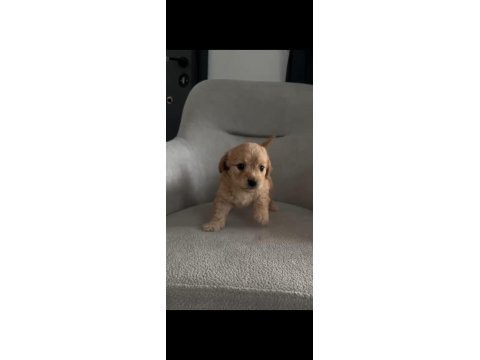 Maltipoo Köpeğimiz Luna İçin Yuva Arıyoruz