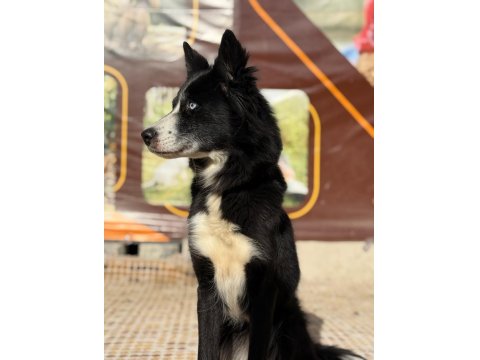 3 Yaşında Dişi Border Collie (Kısır Değil)