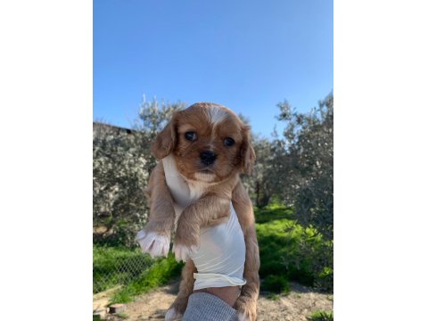 Cavalier King Charles Ruby