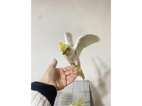 Yavru Sultan Papağanı Yeme Düşmüş