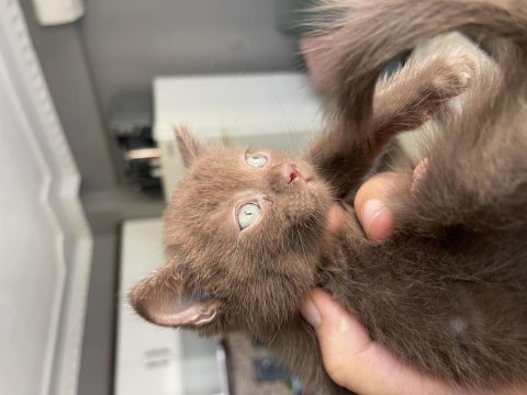 Scottish Ve British Yavrular