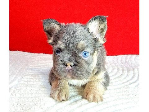 Tr Deki En Yeni Ve Üst French Bulldoglar