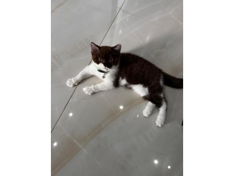2.5 Aylık Maskeli British Kedimiz