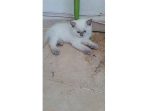 Ruhsatlı İşletmeden Scottish Ve British