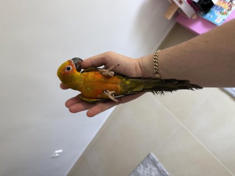 Güneş Konur Papağanı Oyun Hamuru 7 Aylık