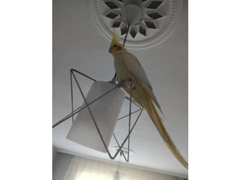 Eşli Sultan Papağanı