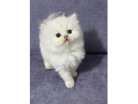 British Longhair Sıcak Kanlı Yavrumuz