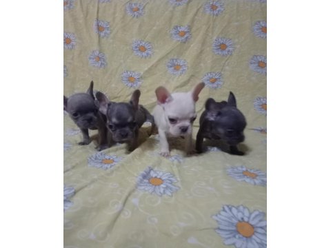 Egzotik French Bulldog Köpeğimiz