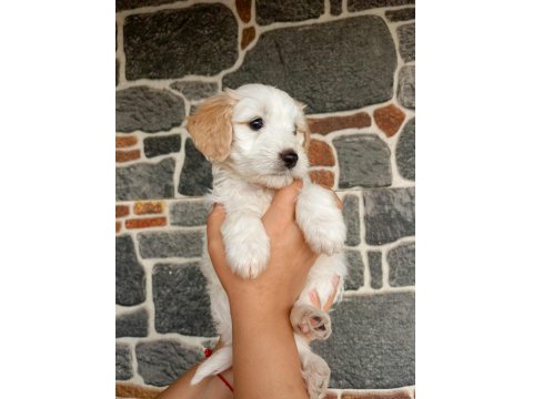 Sevimli Terrier Yavruları Yuvalarını Arıyor