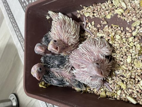 Sahibinden Evcil Sultan Papağanlar