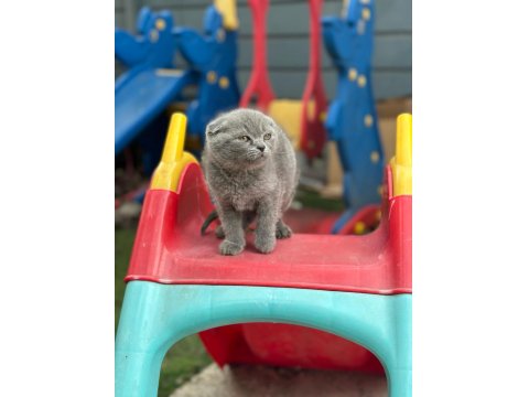 Koca Kafa Scottish Fold Yavrumuz