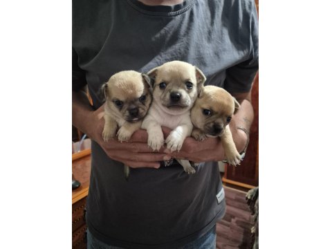 Chihuahua 1 Aylık Yavrularımız