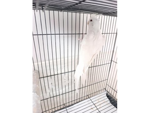 Dişi Albino Sultan Papağanı