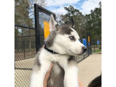Sibirya Kurdu Yavru Köpekleri