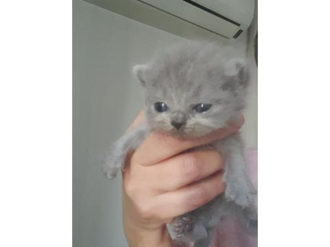 Yeni Doğmuş Yavru Kediler