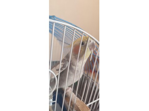 2 Yaşında Erkek Sultan Papağanı Acil