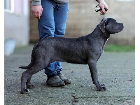Şecereli Full Aşılı Cane Corso Yavruları