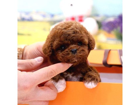Toy Poodle Köpeği Yavrular