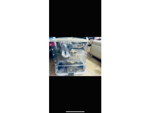 Hagen Vision Ve Çift Japones Muhabbet Kuşlar