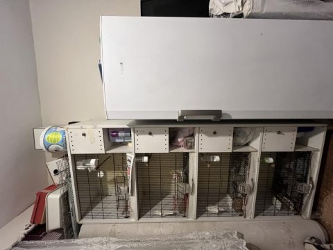 Yerli Muhabbet Askere Gideceğim Dolayı Sahiplendirilecektir