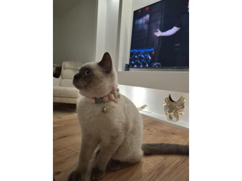 5 Ağustos Doğumlu British Blue Point