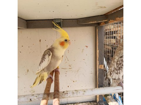 1 Erkek Yavru Sultan Papağanı