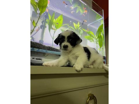 Maltipoo Ve Dachshund Melezi Yavru Bebekler