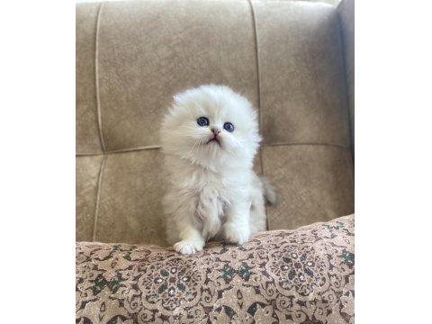 Irk Garantili Scottish Fold Longhair Silver Bebeğimiz