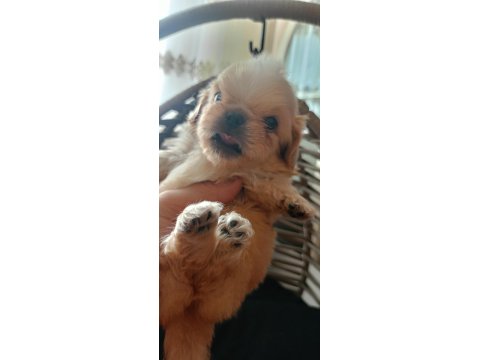 40 Günlük Pekinez Köpeği