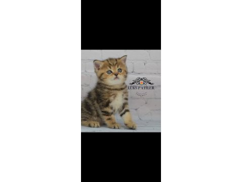 Dikkat Çekici Güzelliğiyle Black Golden British Shorthair