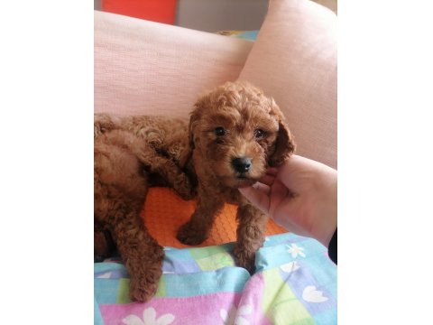 50 Günlük Tea Cup Toy Poodle Bebeklerim