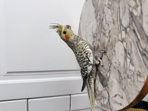 Sultan Papağanlarımız Sahiplendirilecek