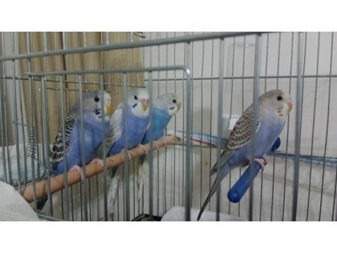 Ele Alışık Yavru Muhabbet Kuşları