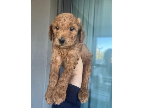Poodle Kendi Yavrularımız