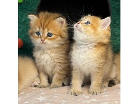 British Longhair Ve Shorthair Golden Yavrular