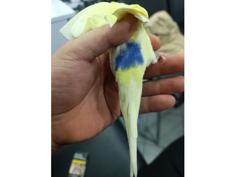 Fenerbahçelilere Özel Muhabbet Kuşu