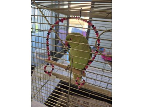 Yarı Evcil Pakistan Papağanım