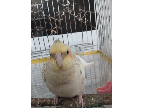 Eğitimli Sultan Papağanı