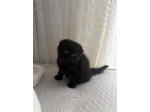 Yavru Kedilerimiz Yeni Yuvalarına Gitmeye Hazır