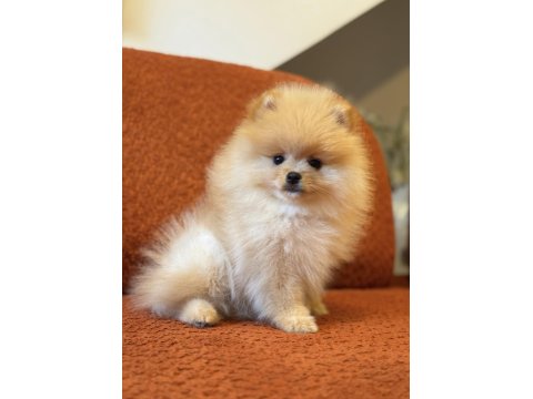 Üst Düzey Ayı Surat Erkek Pomeranian Boo