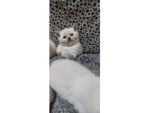Erkek Ve Dişi Blue Point British Shorthair Bebekler
