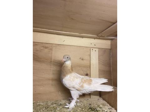 Takım Takım Mardin Güvercin