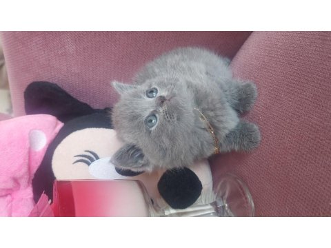 Pamuk Prenses British Shorthair Kedimiz