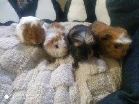 Yavru Ginepiglerimiz Sağlık Ve Irk Garantilidir