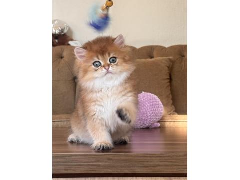 Safkan British Longhair Ny11 Erkek