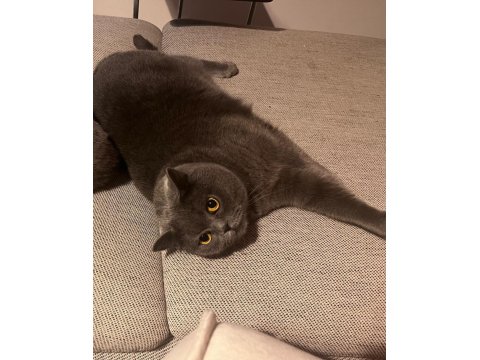 Kısır British Shorthair Ev Kedisi