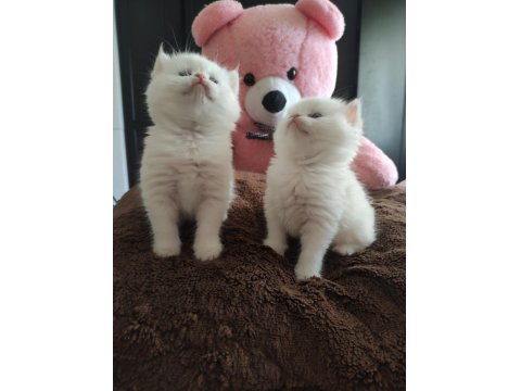 Golden Point Safkan British Shorthair Bebekler