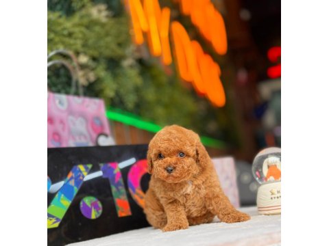 Orjinal Toy Poodle Yavrular