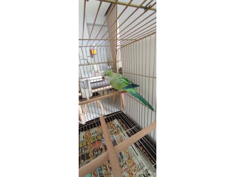 Yüksek Mutasyon Monk Papağanı