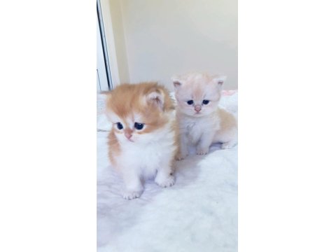 Bayram Şekerlemeleri Kediler